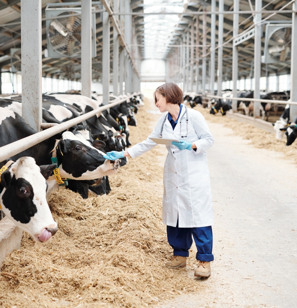woman in lab coat holding a clip board standing in the center aisle of a large metal dairy barn petting the nose of one of the many black and white cows